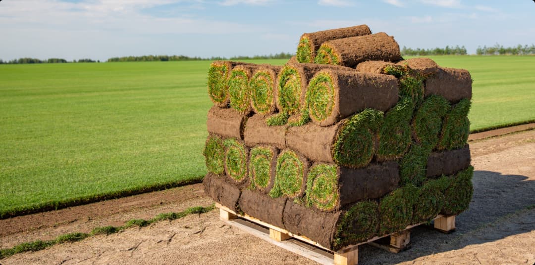Jak dbać o rośliny ozdobne i krzewy w ogrodzie?